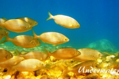 Goldstrieme_adult-Dubrovnik-2015-03