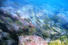 Goldstrieme_adult-Dubrovnik-2015-10