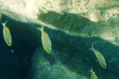 Goldstrieme_adult-Dubrovnik-2015-12