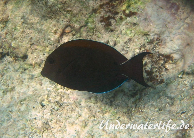 Goldtupfen oder Brauner-Doktorfisch_adult-Marsa alam-2012-1