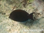 Goldtupfen/Brauner- Doktorfisch (Acanthurus nigrofuscus)