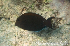 Goldtupfen oder Brauner-Doktorfisch_adult-Marsa alam-2012-1