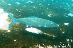 Graetenfisch_adult-Karibik-2014-001