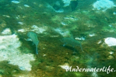 Graetenfisch_adult-Karibik-2014-002