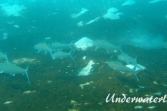 Graetenfisch_adult-Karibik-2014-003