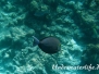 Grauer-Doktorfisch (Acanthurus mata)