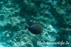 Grauer-Doktorfisch_adult-Malediven-2013-01