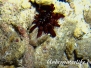 Griffel-Seeigel (Heterocentrotus mamillatus)