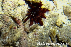 Griffel-Seeigel_adult-Malediven-2013-001
