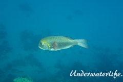 Grossaugen-Strassenkehrer_adult-Marsa alam-2012-2
