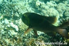 Grossaugen-Strassenkehrer_adult-Marsa alam-2012-3