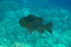 Grossaugen-Strassenkehrer_adult-Marsa alam-2012-4
