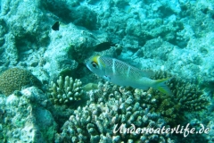 Grossaugen-Strassenkehrer_subadult-Malediven-2013-02