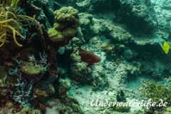 Grossaugenbarsch_adult-Thailand-2017-001
