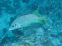 Indik Husarenfische-Holocentinae-Squirrelfishes