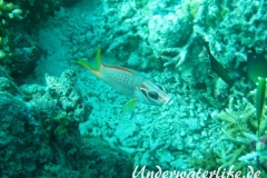 Grossdorn-Husar_adult-Malediven-2013-02