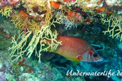 Grossdorn-Husar_adult-Malediven-2013-03