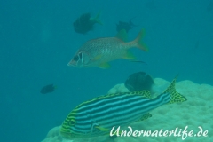 Grossdorn-Husar_adult-Malediven-2013-04