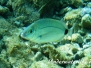 Große Geissbrasse (Diplodus sargus sargus)