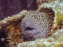 Große Netzmuräne (Gymnothorax favagineus)