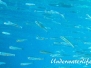 Mittelmeer Altweltliche Ährenfische-Atherinidae-sand smelt