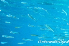 Grosser Aehrenfisch_adult-Dubrovnik-2015-001