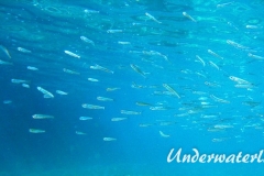 Grosser Aehrenfisch_adult-Dubrovnik-2015-002