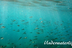 Grosser Aehrenfisch_adult-Dubrovnik-2015-003