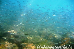 Grosser Aehrenfisch_adult-Dubrovnik-2015-004