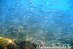 Grosser Aehrenfisch_adult-Dubrovnik-2015-005
