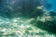 Grosser Aehrenfisch_adult-Dubrovnik-2015-008