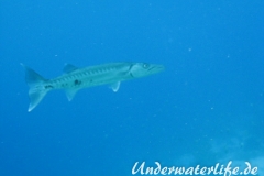 Grosser Barrakuda_adult-Karibik-2014-001