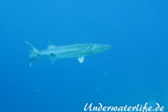 Grosser Barrakuda_adult-Karibik-2014-002