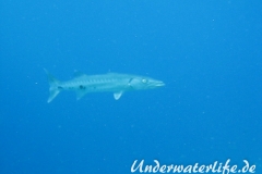 Grosser Barrakuda_adult-Karibik-2014-003