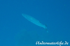 Grosser Barrakuda_adult-Karibik-2014-004