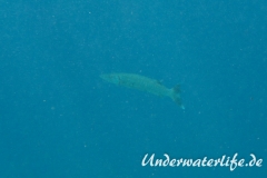 Grosser Barrakuda_adult-Karibik-2014-005