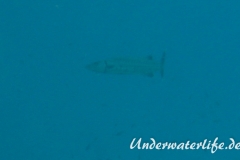 Grosser Barrakuda_adult-Karibik-2014-006