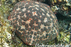 Grosser Kissenstern_adult-Malediven-2013-001