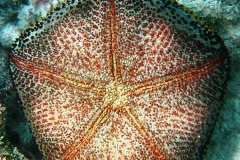 Grosser Kissenstern_adult-Malediven-2013-002