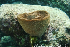 Grosser Vasenschwamm_adult-Karibik-2014-001