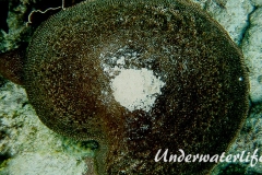 Grosser Vasenschwamm_adult-Karibik-2014-005