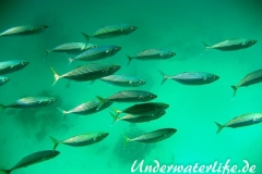 Grossmaulmakrele_adult-Marsa alam-2012-1
