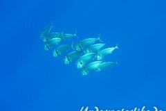Grossmaulmakrele_adult-Marsa alam-2012-2