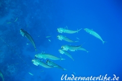 Grossmaulmakrele_adult-Marsa alam-2012-3