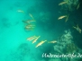 Großschulen-Meerbarbe (Mulloidichthys vanicolensis)