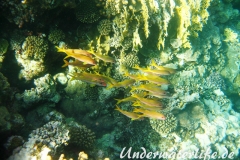Großschulen-Meerbarbe_adult-Marsa alam-2012-2