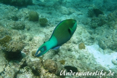 Gruenbuerzel-Papageifisch_adult-Malediven-2013-01