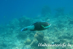 Gruenbuerzel-Papageifisch_adult-Malediven-2013-02