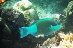 Gruenbuerzel-Papageifisch_adult-Marsa alam-2012-1