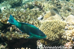 Gruenbuerzel-Papageifisch_adult-Marsa alam-2012-2